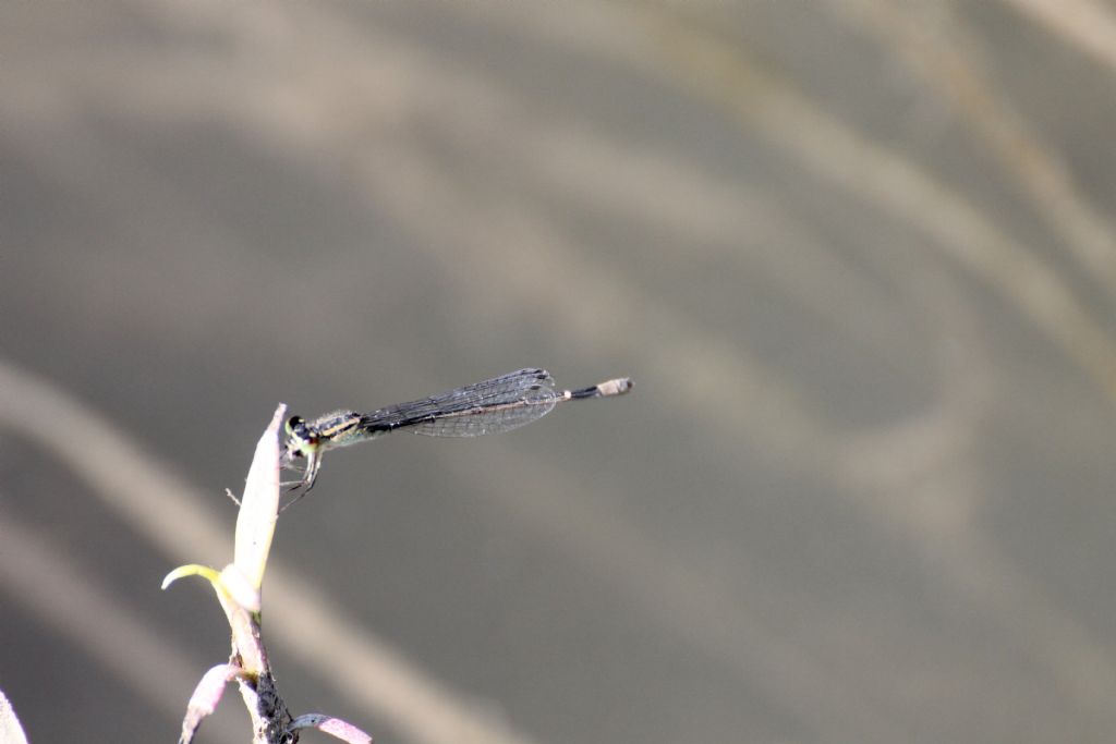 Ischnura elegans femmina